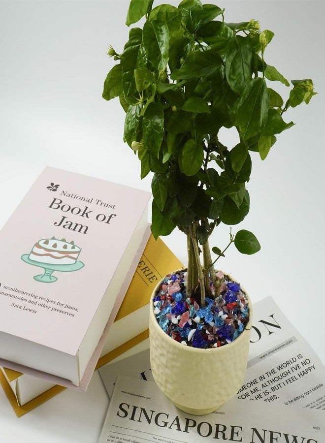 Bairdish بيرديش 1 رطل ألوان متنوعة، زجاج بحري كبير مطحون، ديكور زجاج بحري، صخور زجاجية غير منتظمة لملء نوافير الطاولات، أحواض السمك، زينة أحواض الأسماك والسلاحف، أعمال يدوية، زينة أصص الزهور - Image 5